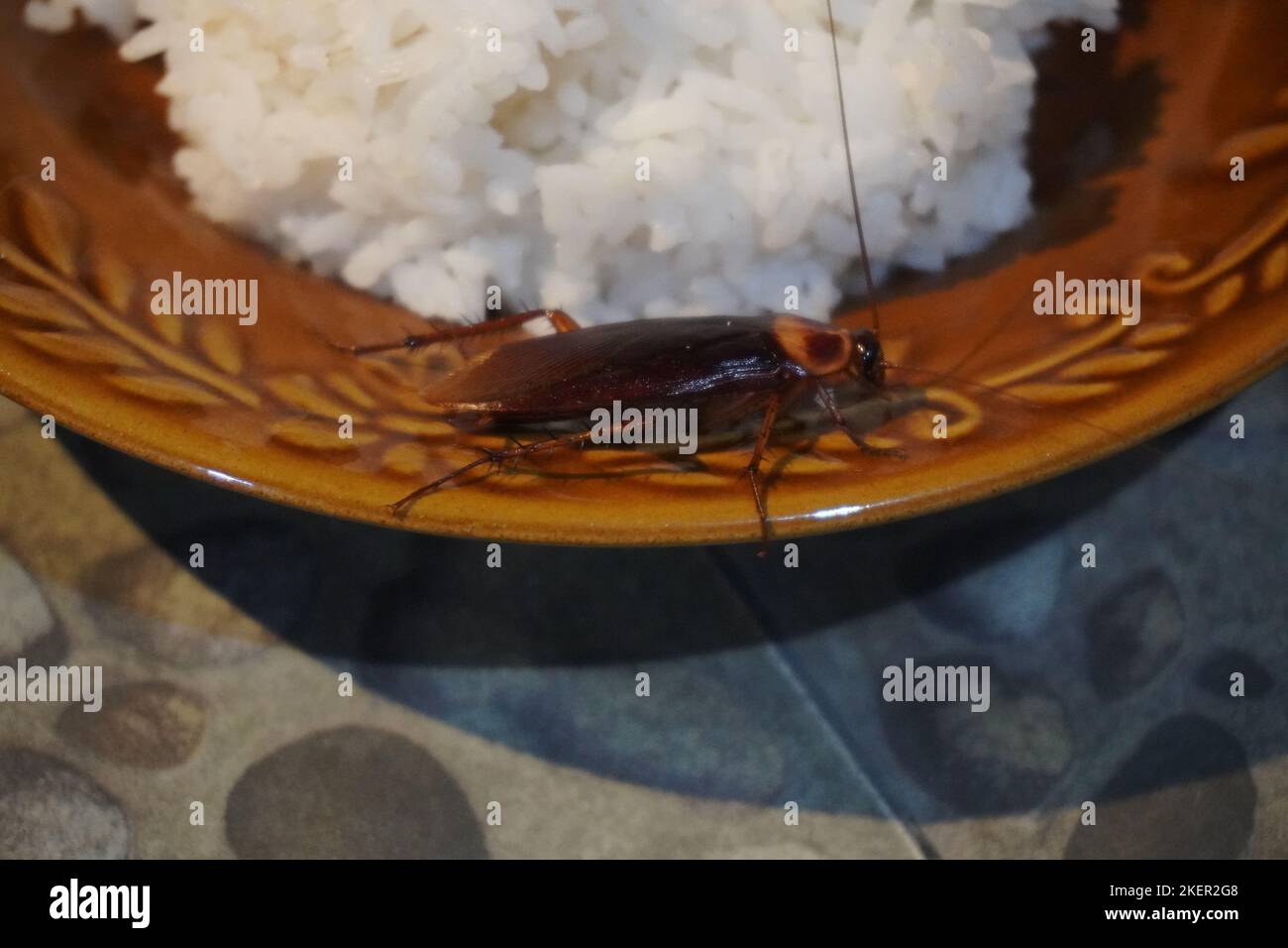 Kakerlake auf einem Reisteller. Kreuzkontamination Lebensmittel, die Krankheit Diarrhöe Stockfoto