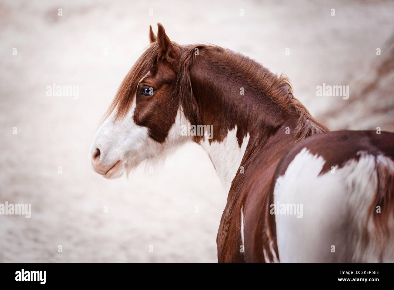 Welsh Pony Portrait Stockfoto