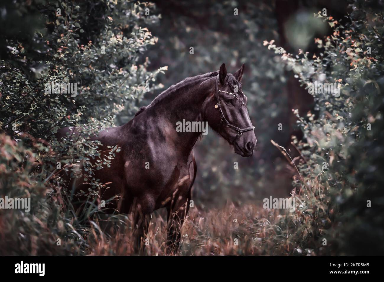 Noriker Pferd Stockfoto