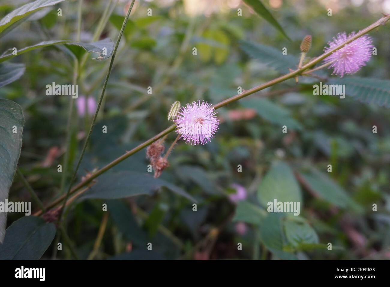 Rosafarbene Blume von Mimosa pudica im Park Stockfoto