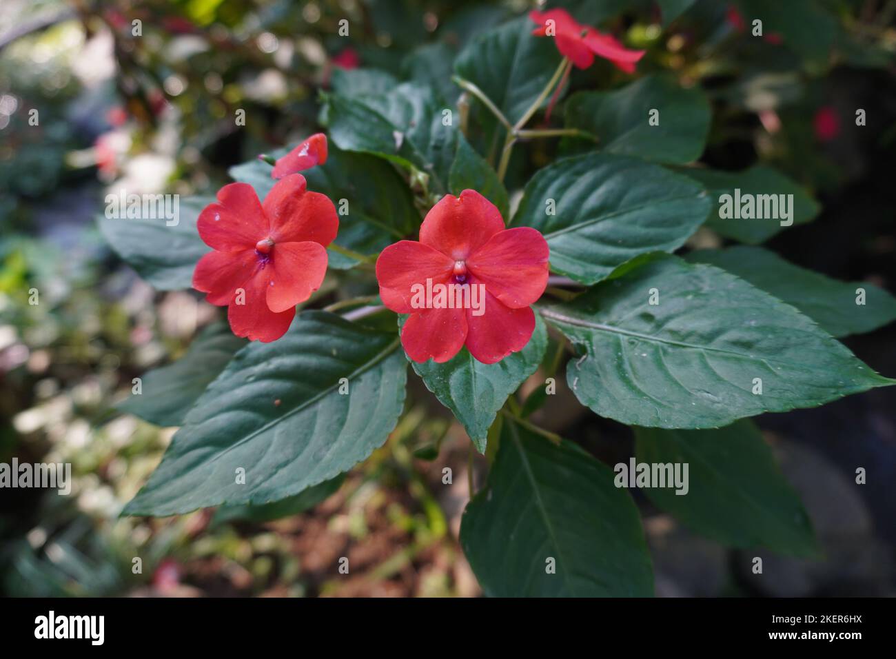 Rote Impatiens Blumen im Park Stockfoto