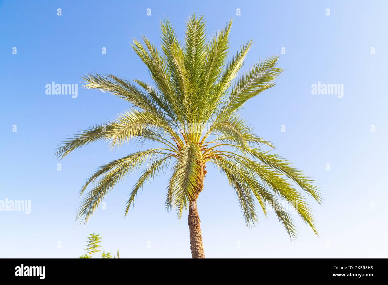 Eine perfekte Palme in Marokko an einem sonnigen Tag Stockfoto