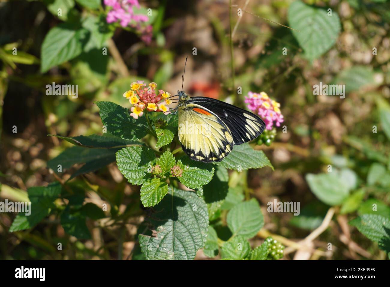 Sehen Sie den wunderschönen schwarzen gelben Schmetterling hoch oben auf einer Blume im Park unter der Sonne Stockfoto