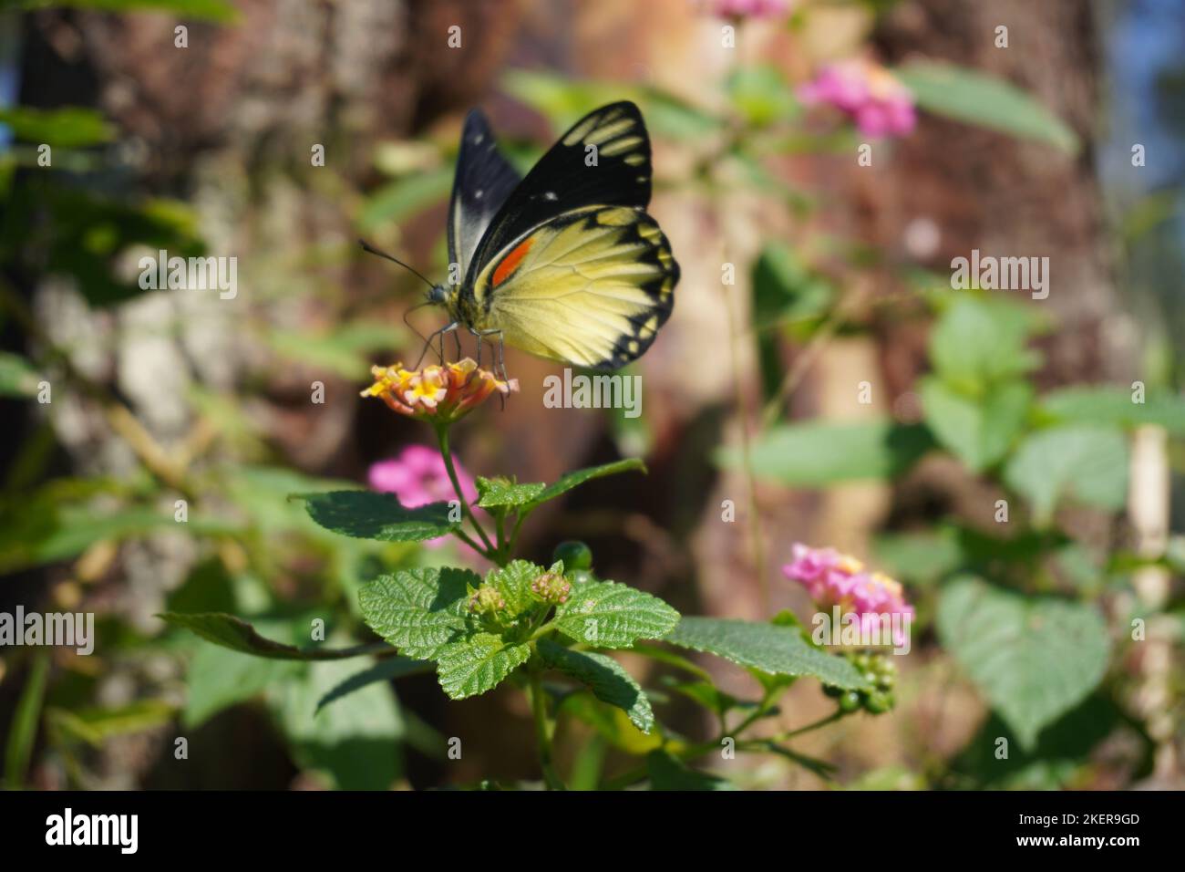 Sehen Sie den wunderschönen schwarzen gelben Schmetterling hoch oben auf einer Blume im Park unter der Sonne Stockfoto