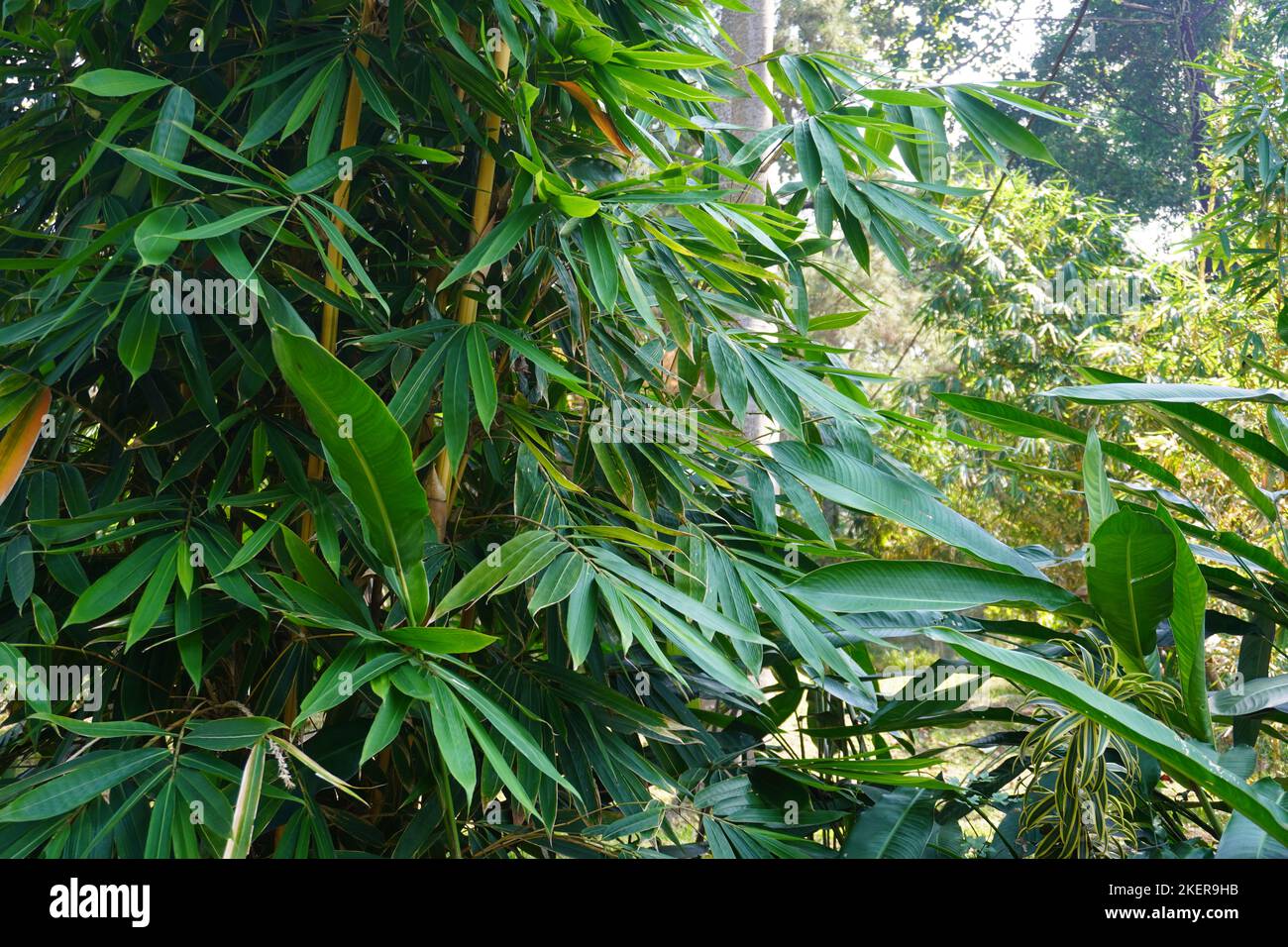 Riesiger und hoher gelber tropischer Bambusbaum im Park Stockfoto