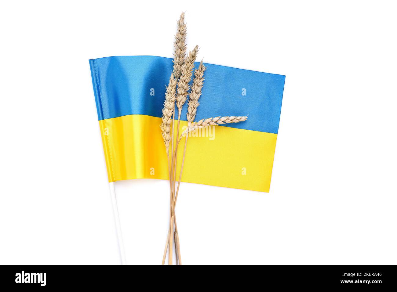 Weizenspikelets mit Flagge der Ukraine isoliert auf weiß. Ernte von Weizen und Ukraine-Konzept Stockfoto