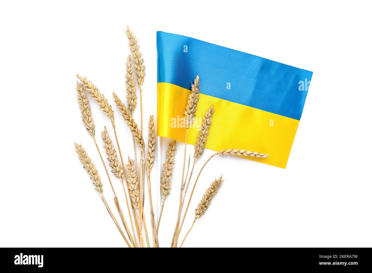 Weizenspikelets mit Flagge der Ukraine isoliert auf weiß. Ernte von Weizen und Ukraine-Konzept Stockfoto
