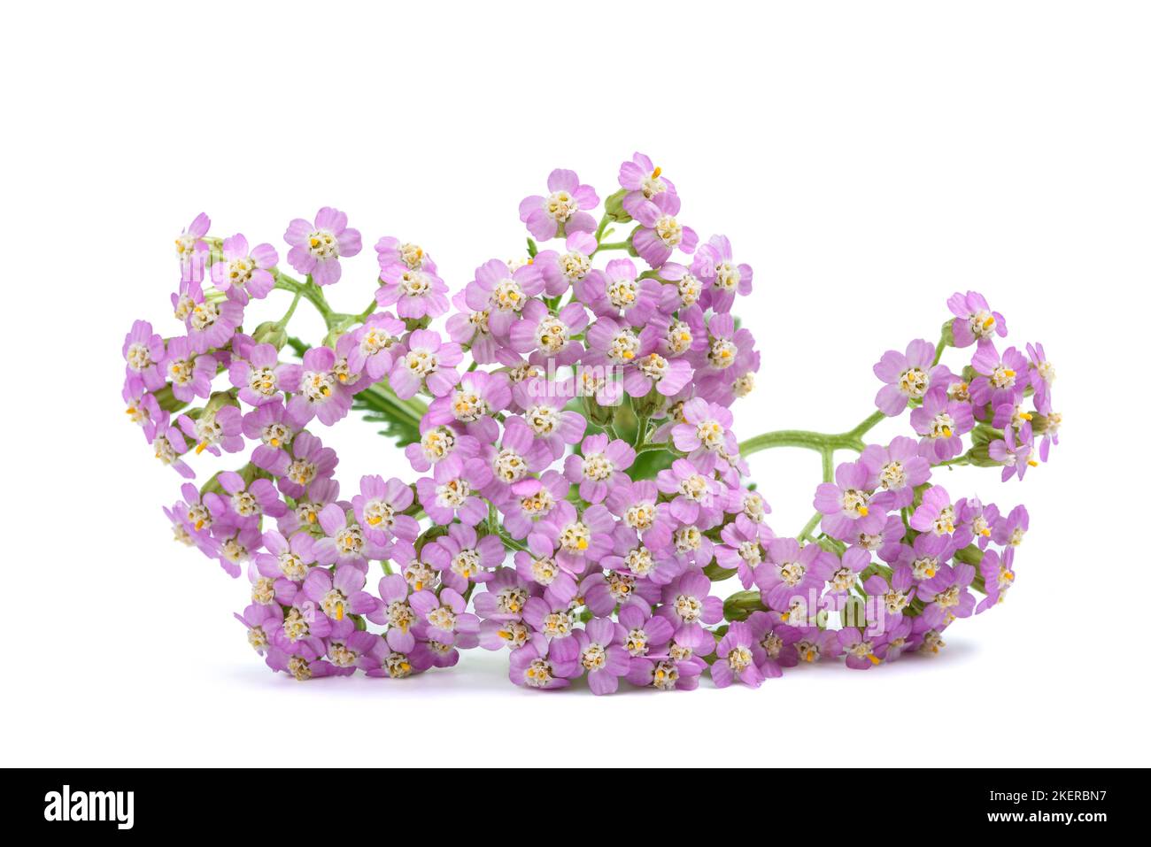 Rosa Schafgarbe Blüten isoliert auf weißem Hintergrund Stockfoto