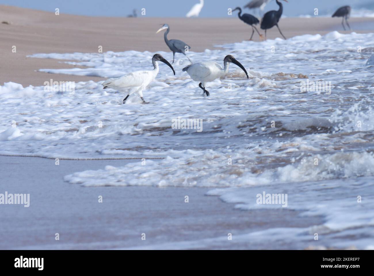 Schöne, schwarze, weiße, ibis Vögel am Strand. Orientalisch-weißer Ibis oder schwarzköpfiger Ibis am Strand. Wasservögel am Strand. Stockfoto