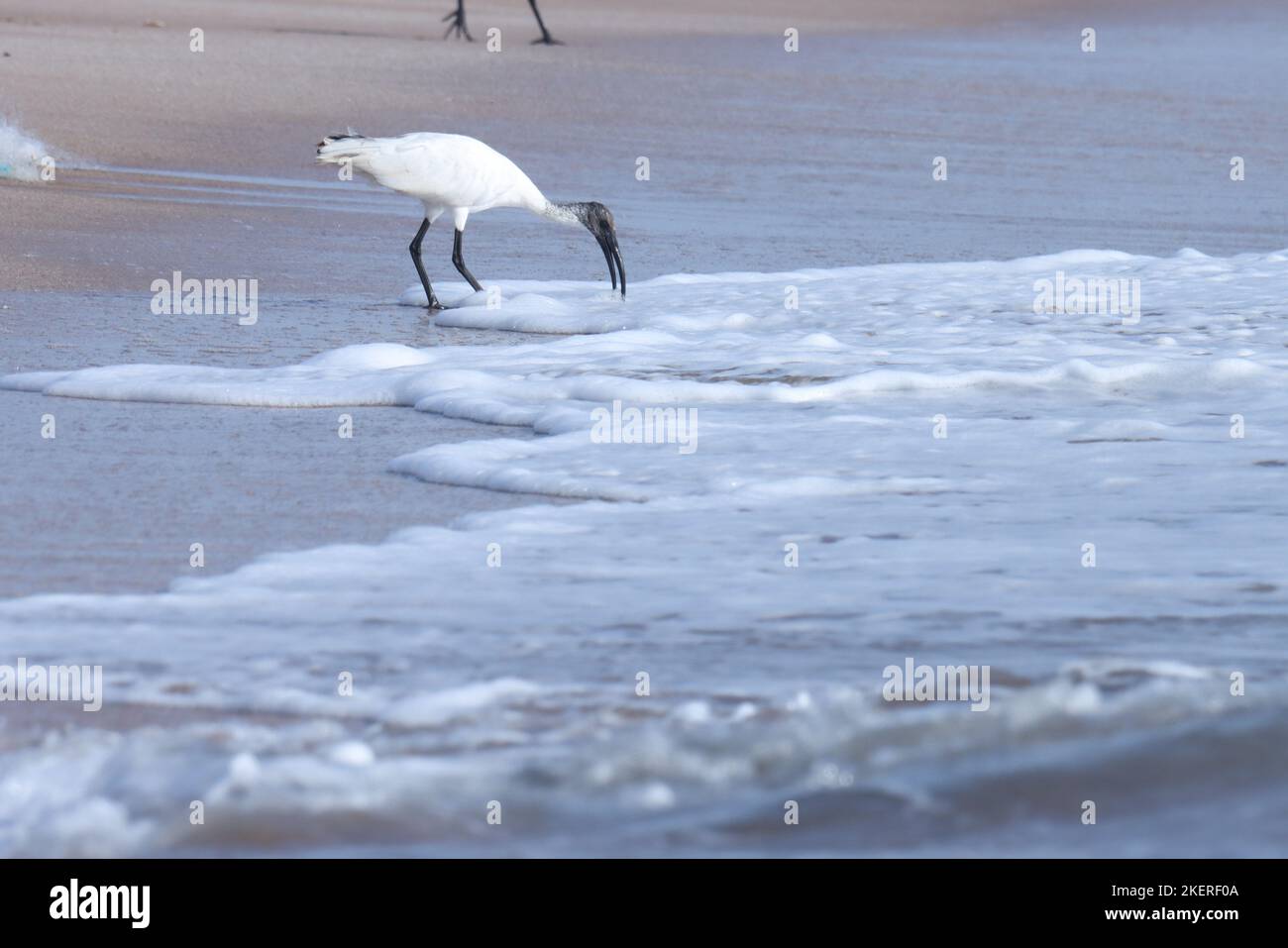 Wunderschöne schwarz-weiße ibis-Nahrungssuche am Strand. Orientalisch-weißer Ibis oder schwarzköpfiger Ibis oder schwarzhalsiger Ibis am Strand in der Natur. Stockfoto