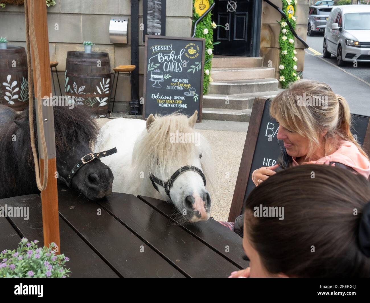 Zwei Miniatur-Ponys, die ihren Kopf auf einem Kaffeetisch im Dorf Hathersage, Derbyshire, Großbritannien, ruhen; zwei amüserte Damen, die auf sie schauen Stockfoto