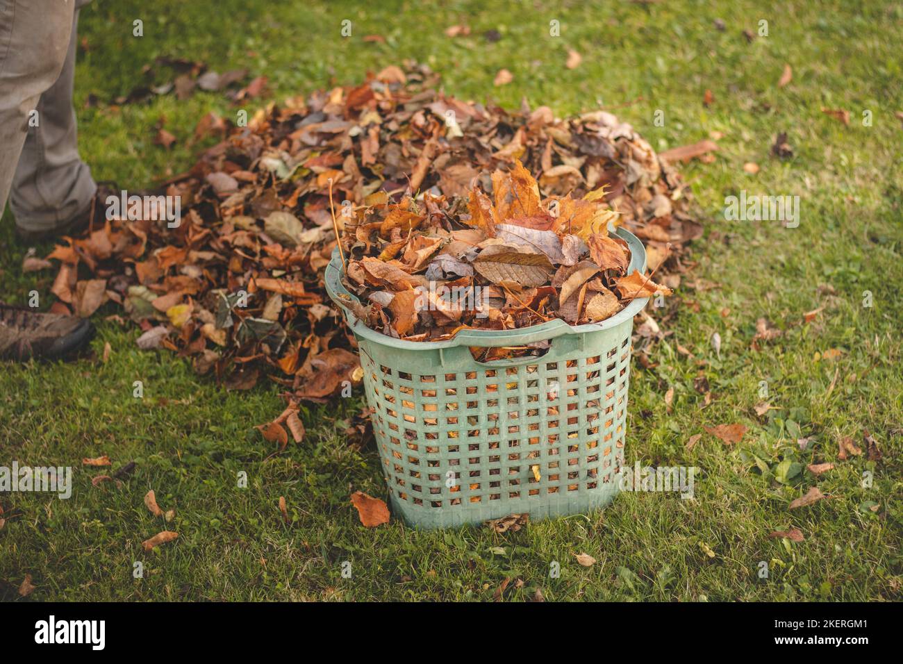 Herbstarbeit im Garten. Bunte Blätter von Obstbäumen, die auf das Gras gefallen sind. Oktober, November Arbeit. Reinigung des Gartens vor Stockfoto