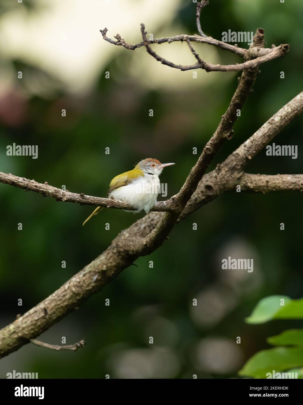 Gewöhnlicher Tailorbird (Orthotomus sutorius), der auf dem Ast eines toten Baumes in Mangalore, Indien, thront. Stockfoto