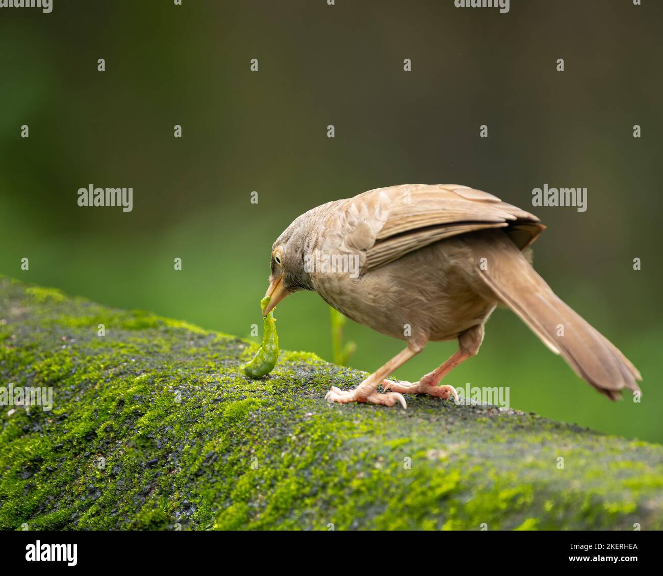 Jungle Babbler (Turdoides striata) ernährt sich von einer Raupe auf einer moosbedeckten Wand in Mangalore, Indien. Stockfoto