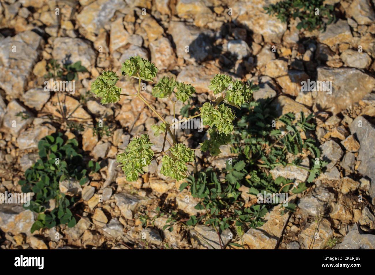 Single Sckle Spurr (lateinischer Name: Euphorbia falcata) in Montenegro Stockfoto