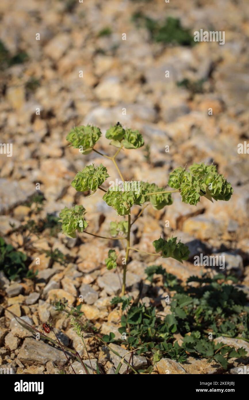 Single Sckle Spurr (lateinischer Name: Euphorbia falcata) in Montenegro Stockfoto