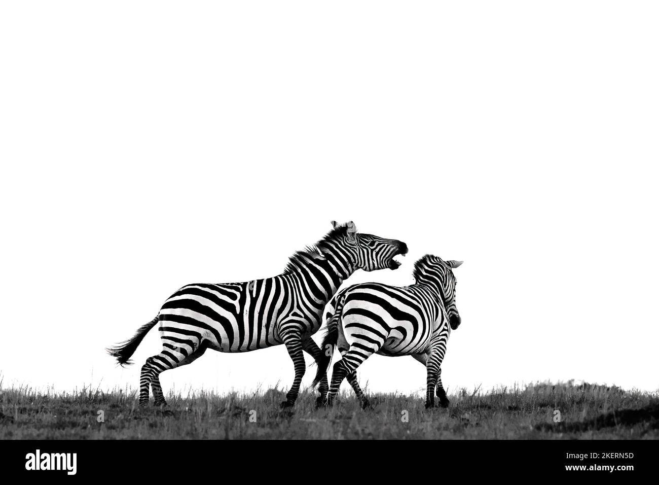 ZWEI RIVALISIERENDE Zebras wurden am Horizont im Masai Mara National Park in Kenia gegeneinander geschlagen. Stockfoto
