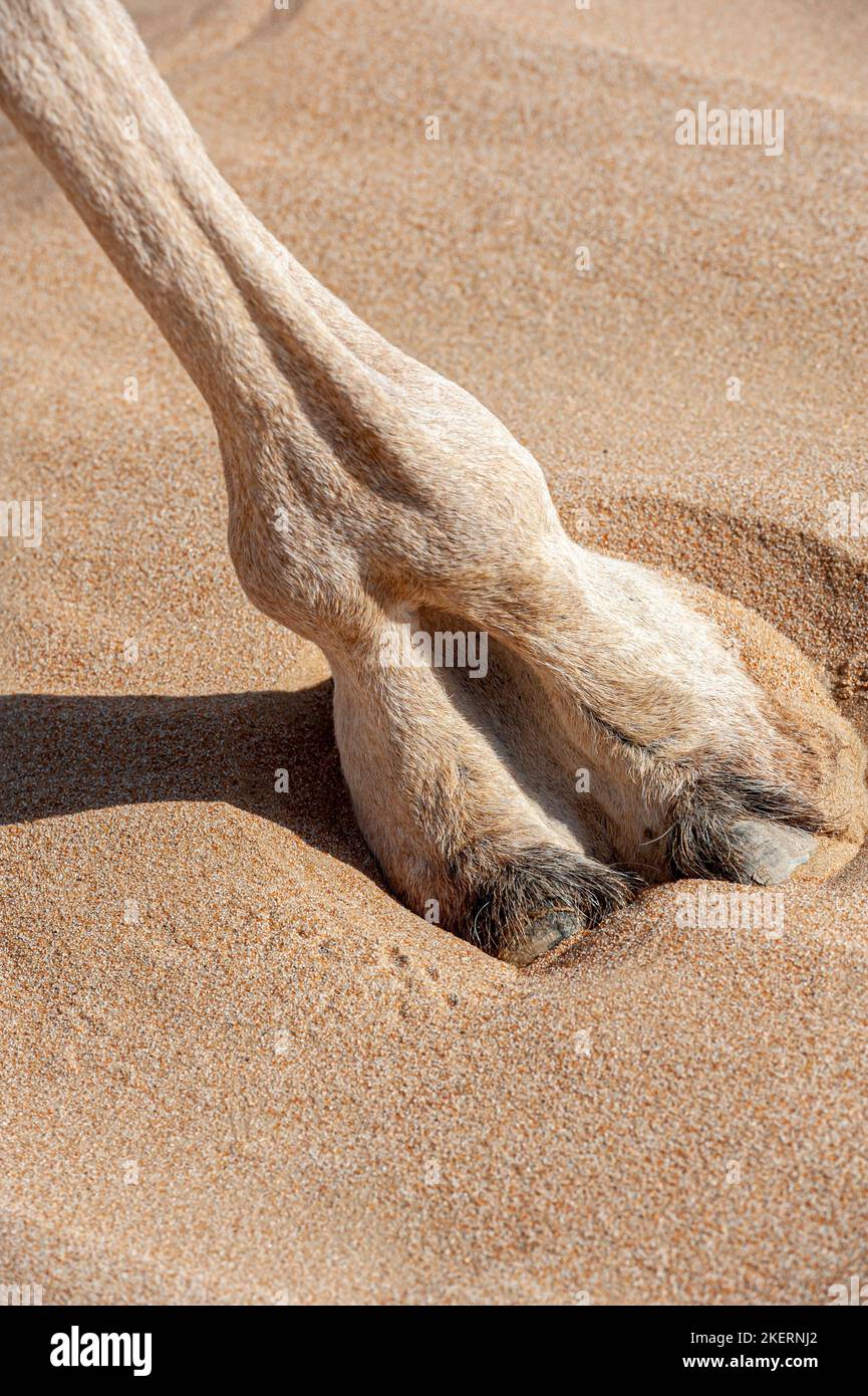 Nahaufnahme des Kamelfußes (große ledrige Unterlage), in der Sandwüste, pädagogische Fotografie Stockfoto