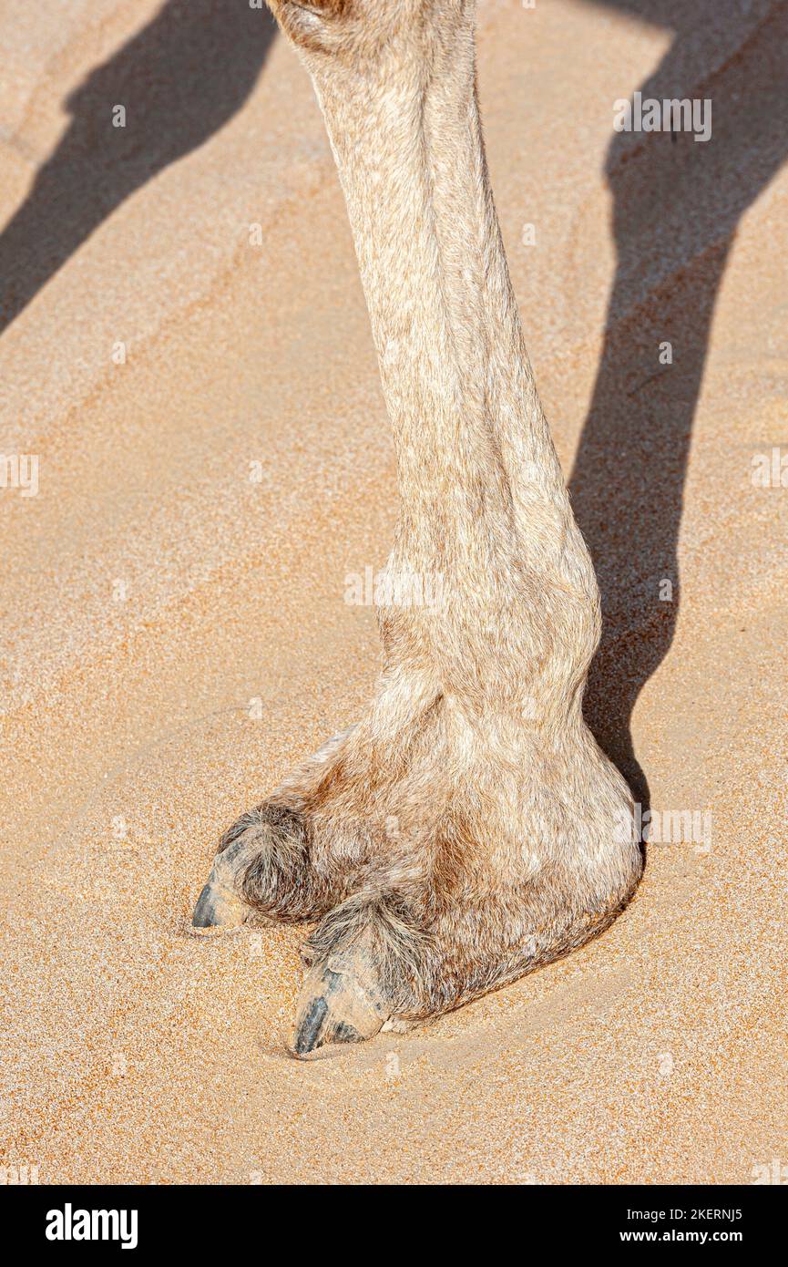 Nahaufnahme des Kamelfußes, große ledrige Unterlage, im Sand, Morphologie der Tiere Stockfoto