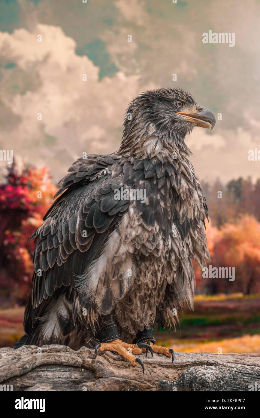 Ein kindliger Weißkopfseeadler. Großbritannien: DIESE ATEMBERAUBENDEN Bilder zeigen britische Vögel, die während des Fluges in der ganzen Pracht des Herbstes aufgenommen wurden. Ein Bild zeigt eine Graue Eule Stockfoto