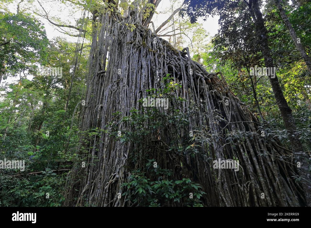 266 der sogenannte Curtain Fig Tree, riesiger Regenwald, der Feigenbaum in der Nähe der Stadt Yungaburra. Queensland-Australien. Stockfoto