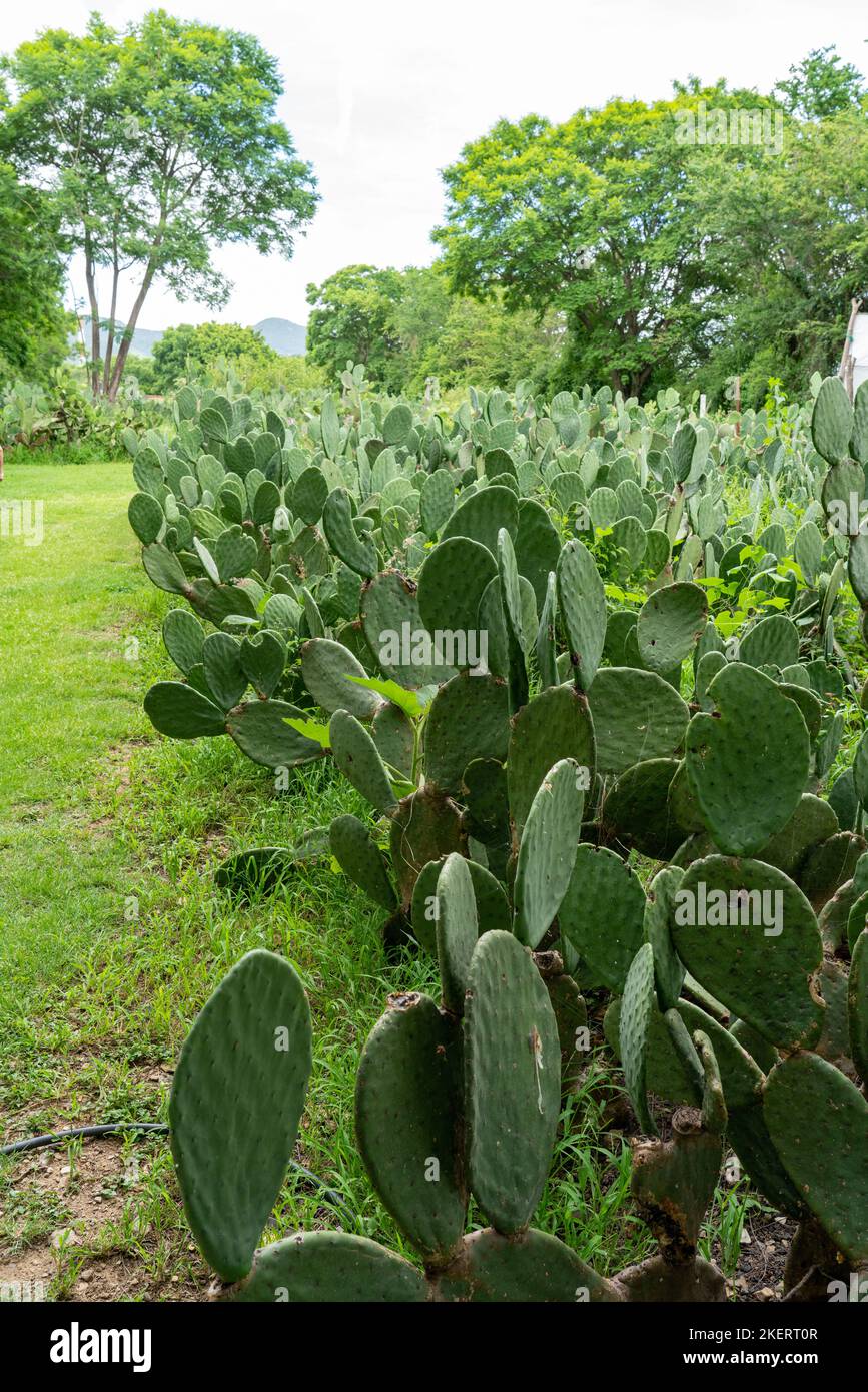 Ein Feld von Nopalkakteen, das für die Züchtung von Cochinealen-Insekten zur Herstellung von natürlichem Cochinealfarbstoff für Textilien verwendet wird. Oaxaca, Mexiko. Stockfoto