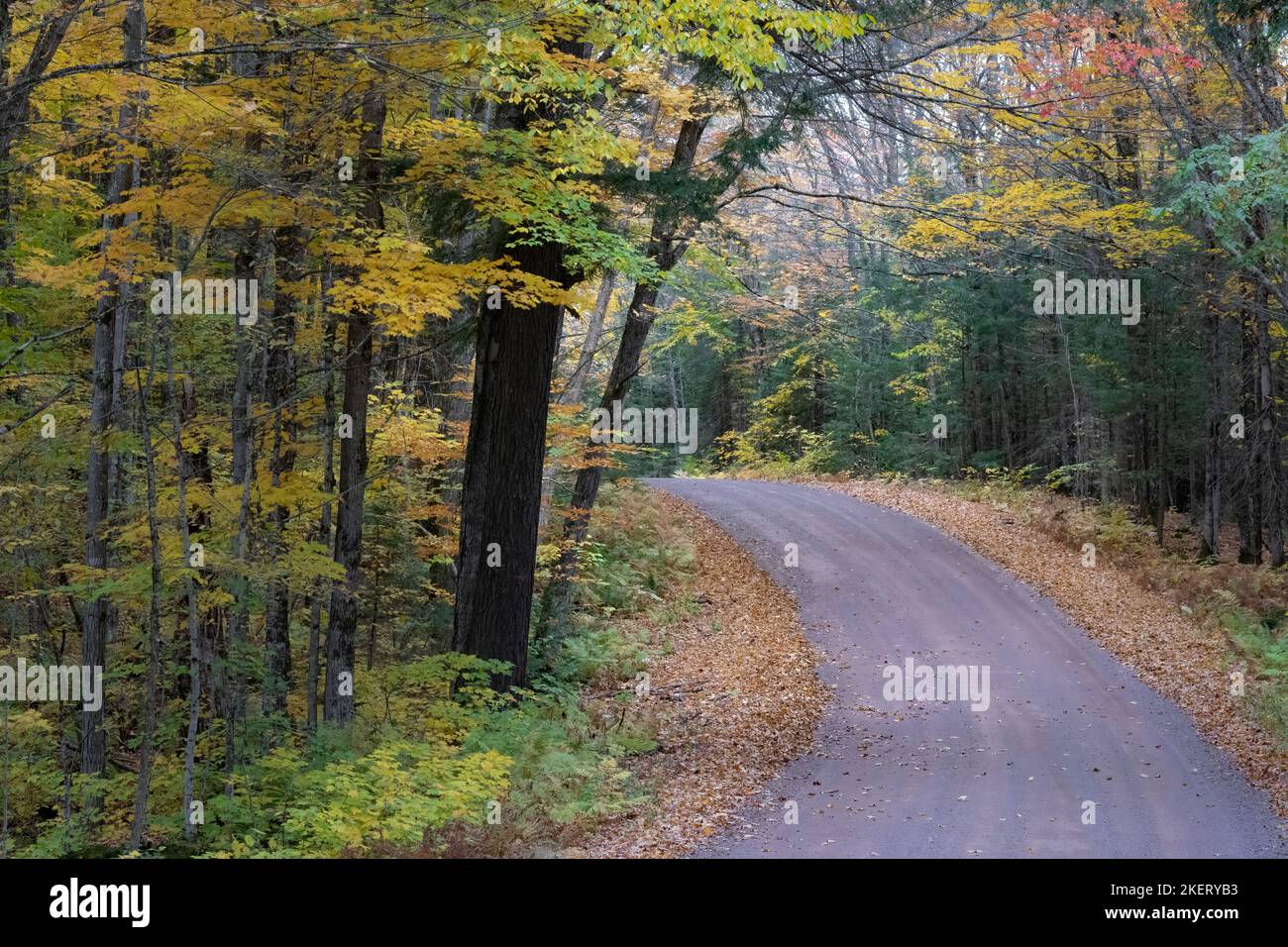 Die Forstverkehrsstraßen im Chequamegon-Nicolet National Forest im Norden von Wisconsin werden Ende September Anfang Oktober mit Farbe belebt. Stockfoto