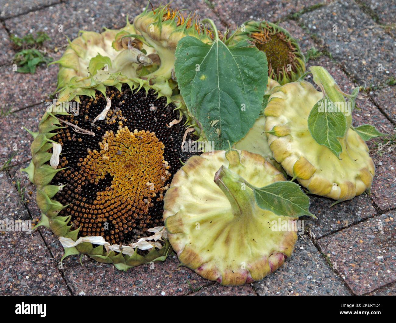 Sonnenblumenköpfe mit Trocknung der Samen, Großbritannien Stockfoto
