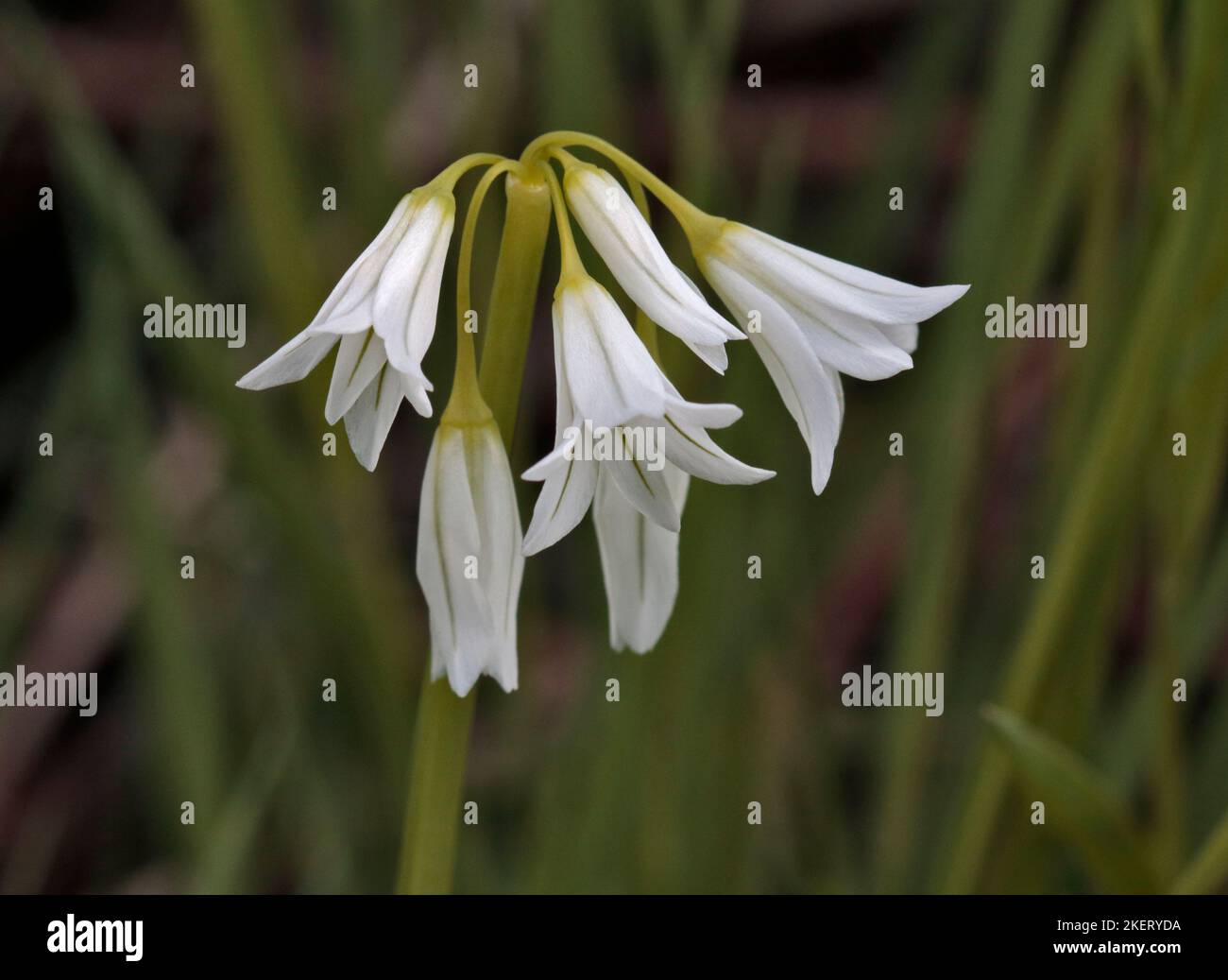 Drei Knoblauchknollen (Allium triquetrum) Stockfoto