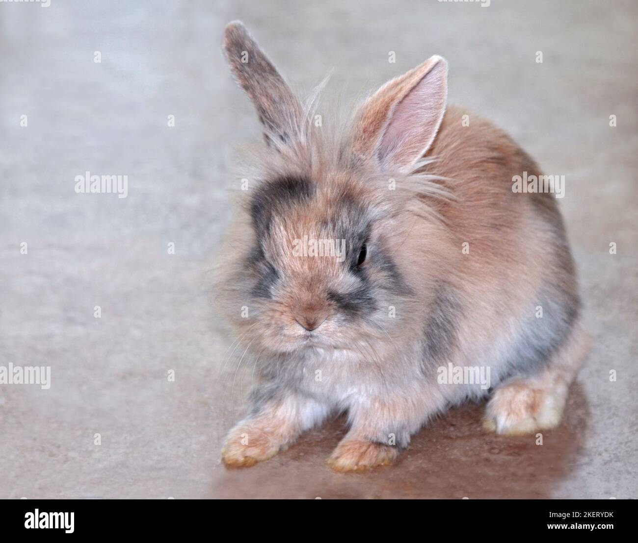 Jungtier Mini Lion Lop Rabbit Buck (16 Wochen) Stockfoto