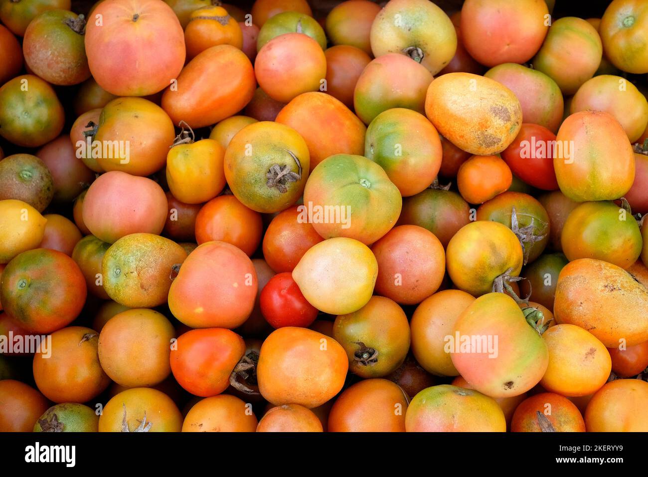 Rustikale Tomaten am Marktstand, apulien, italien Stockfoto