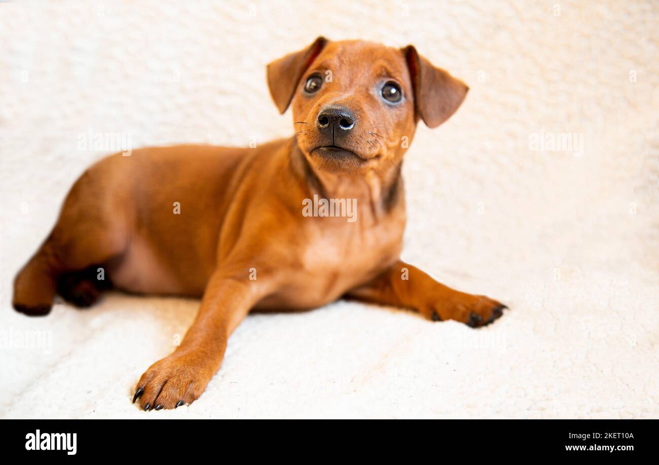 Ein Kurzhaar-Welpe liegt auf einem hellen Hintergrund. Die Schnauze eines braunen Welpen in Nahaufnahme. Porträt eines kleinen Hundes. Ein Vollblut-Hund. Mini-Pinscher. Stockfoto