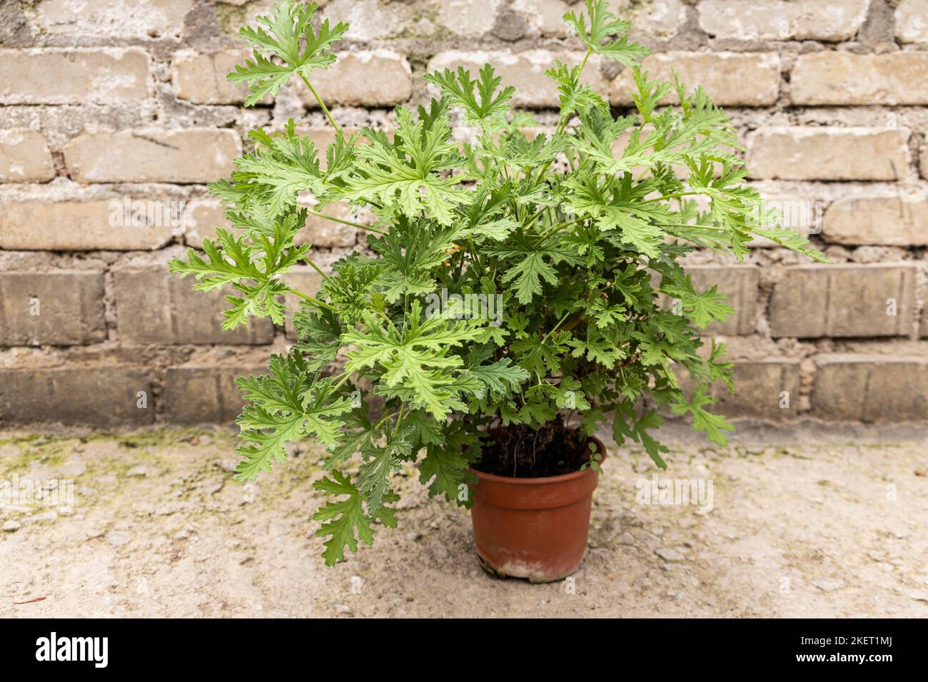 Citronella Gras ist eine Art von mehrjährigen aromatischen Pflanzen. Stockfoto