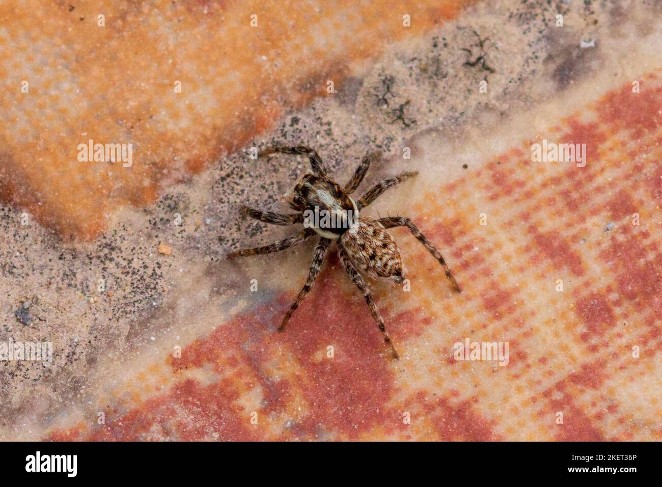 Halbkantige mauerspringspinne -Fotos und -Bildmaterial in hoher ...