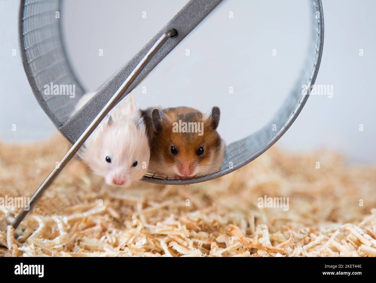 Syrische Hamster sitzen auf einem Rad. Das rote Männchen und das Pfirsichweibchen sind Nagetiere. Nahaufnahme. Maulkörbe von kleinen bunten Hamstern die Nachkommen von Mäusen. Haustiere. Stockfoto