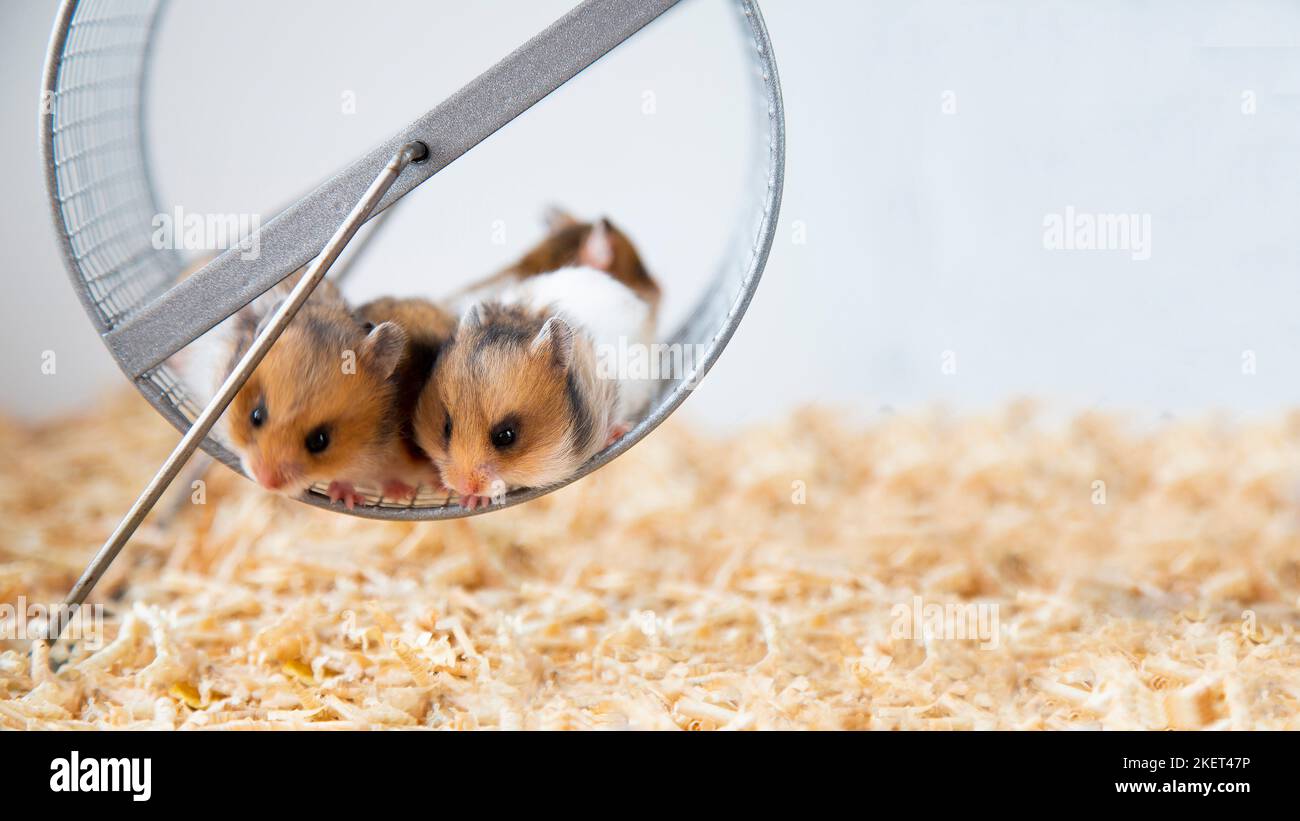 Syrische Hamster sitzen auf einem Rad. Eine Brut von farbigen Nagetieren. Nahaufnahme. Maulkörbe von roten Hamstern. Die Nachkommen von bunten Mäusen. Haustiere. Stockfoto