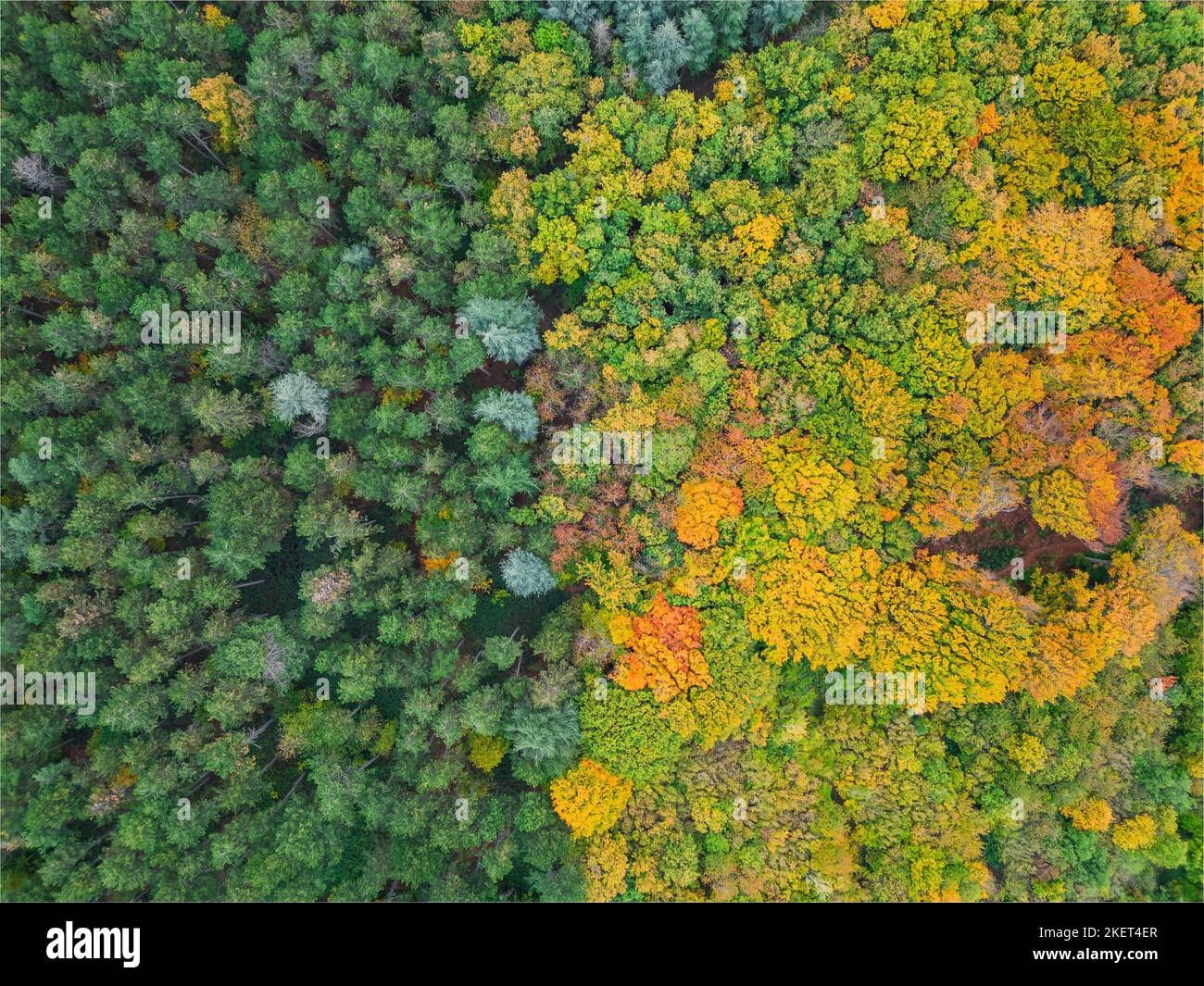 Luftaufnahme eines farbenfrohen Herbstwaldes an einem Sommertag. In der Einstellung betrachten. Forest Lane In Aerial View. Stockfoto