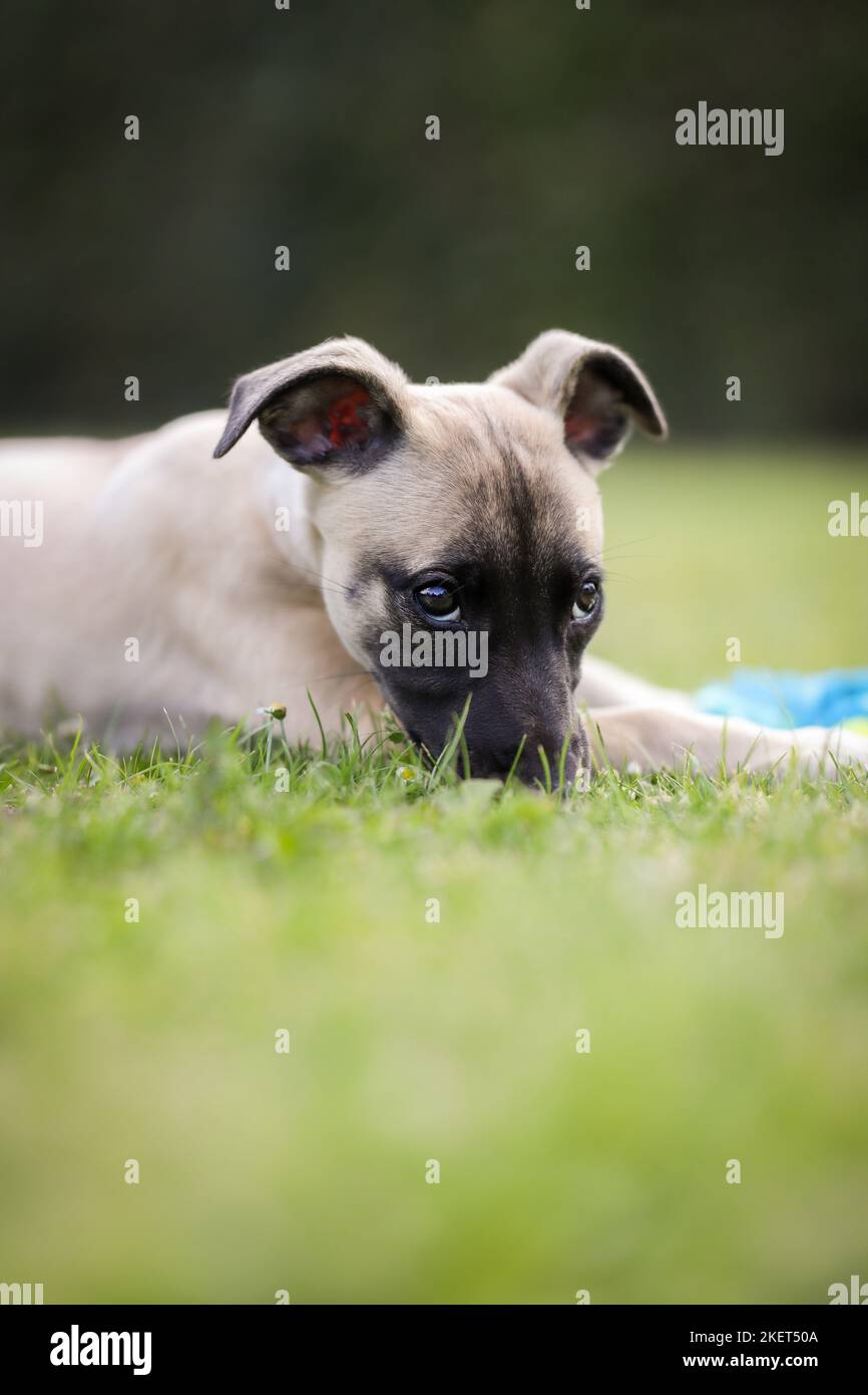 Vertikale Porträt von niedlichen Whippet Welpen draußen. Entzückender junger Hund, der im grünen Gras im Garten liegt. Stockfoto