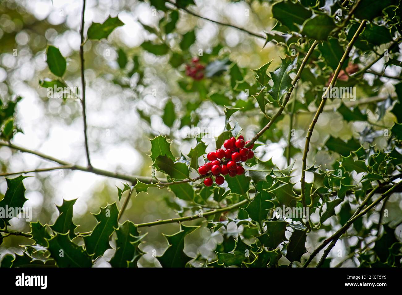Holly Busch in einem Wald Stockfoto