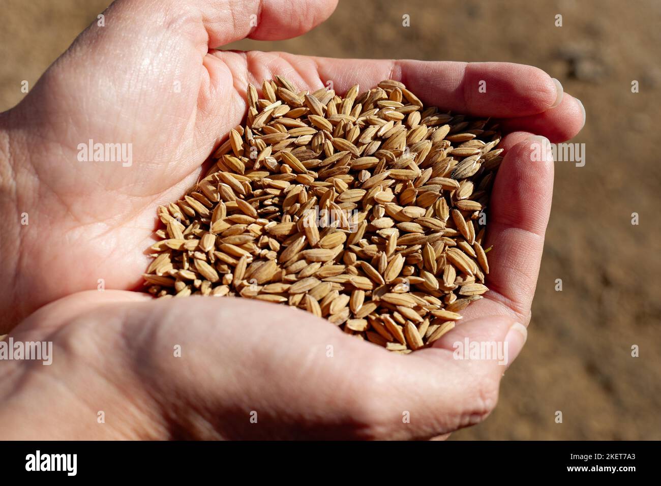 Nahaufnahme der Hände, die Reiskorn halten. Industrielle Landwirtschaft und Landwirtschaft. Prozess des Sammelns der reifen Reiskultur vom Feld.Paddy Ernte Stockfoto