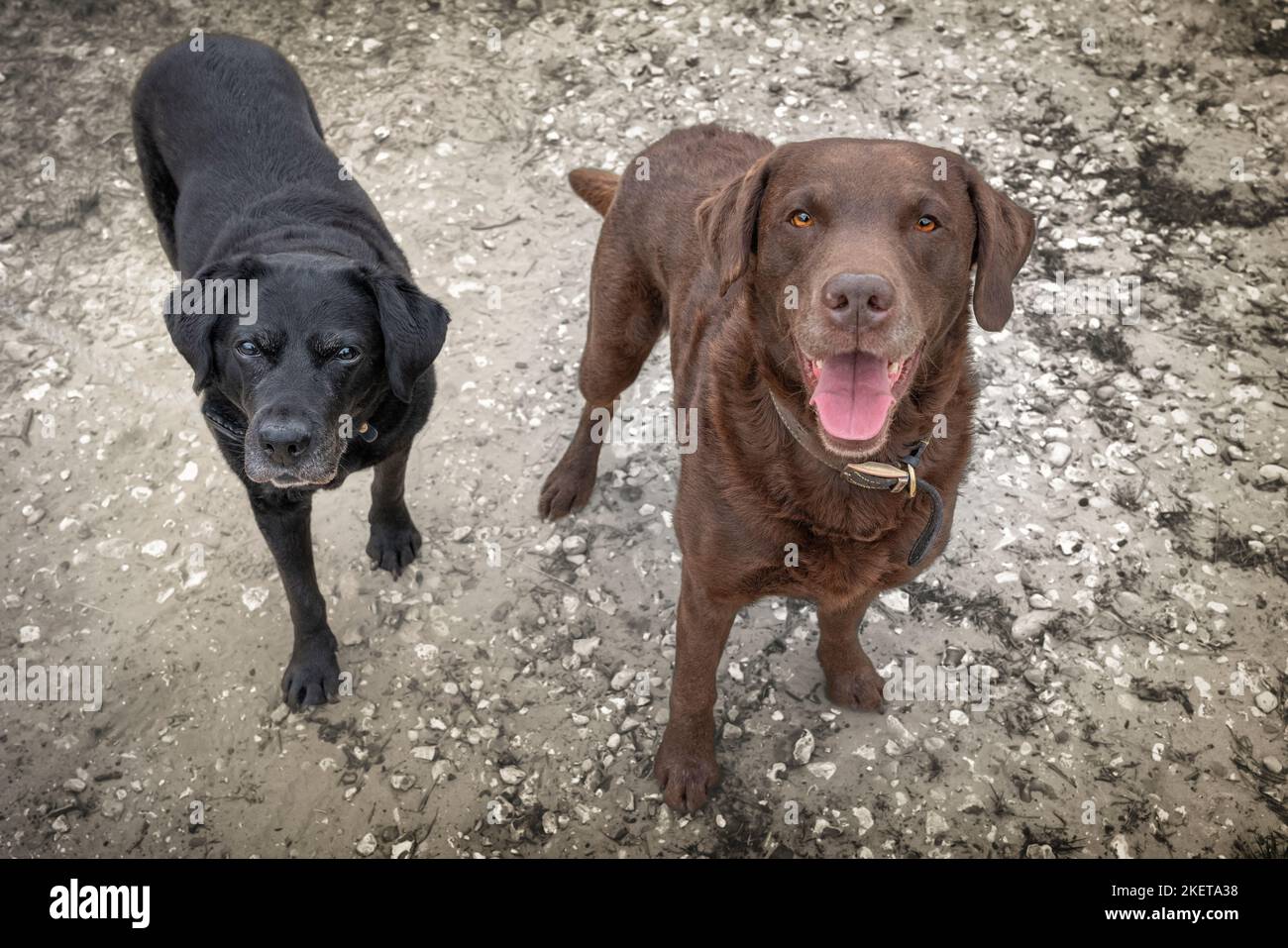 Schwarzer Labrador und ein brauner Labrador blicken auf einem steinigen Weg zur Kamera Stockfoto