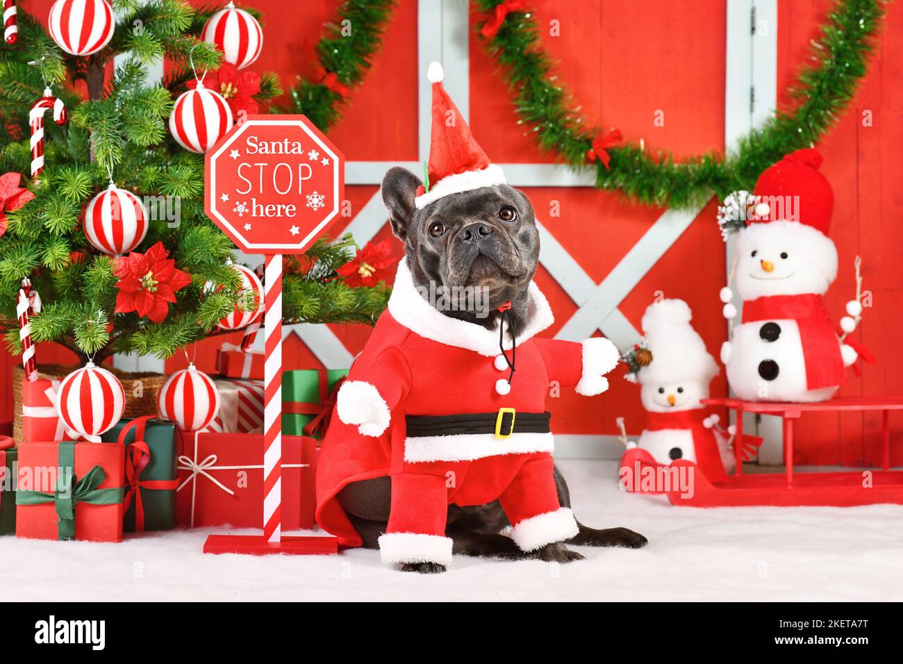 Schwarze französische Bulldogge trägt Santa Claus Hundekostüm neben saisonalen Dekorationen mit Weihnachtsbaum Stockfoto