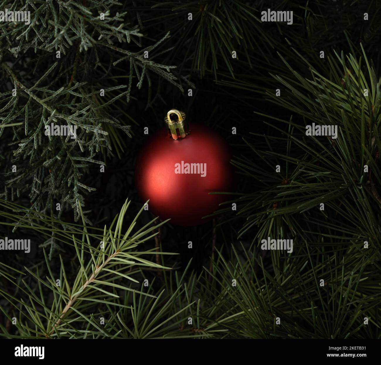 Rote Weihnachtskugel in Ästen immergrüner Bäume. Minimales Neujahrskonzept. Stockfoto