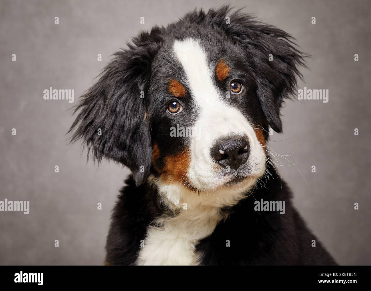 Berner Sennenhund-Porträt Stockfoto