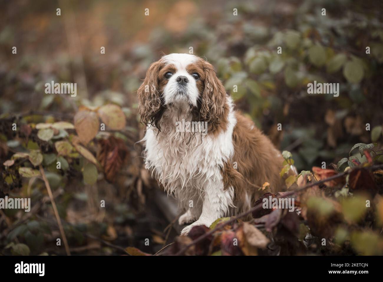 Cavalier King Charles Spaniel sitzend Stockfoto