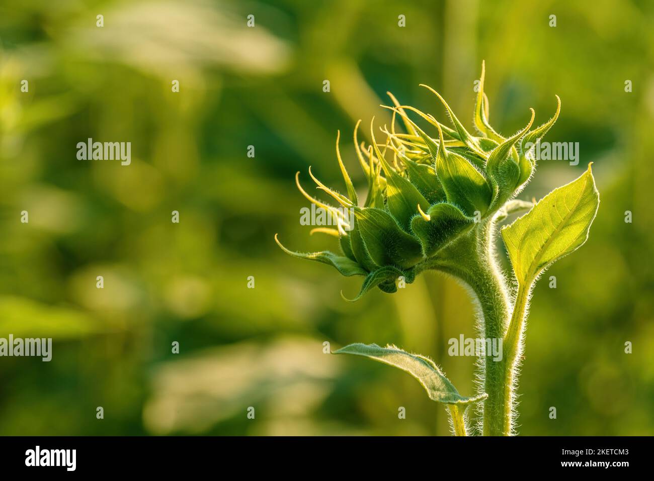 Ungeöffneter Sonnenblumenkopf im kultivierten landwirtschaftlichen Feld am sonnigen Sommernachmittag, selektiver Fokus Stockfoto