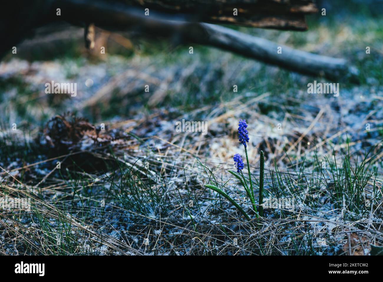 In Divcibare, Serbien, blüht am kalten Frühlingsmorgen die Stärke-Traubenhyazinthe (Muscari vernachlässectum) Stockfoto