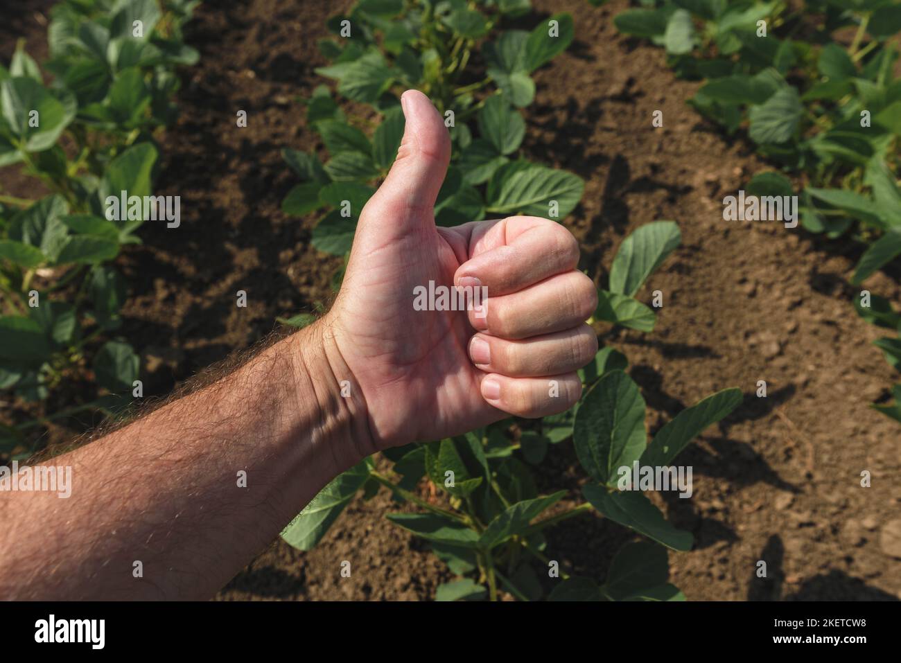Sojabohnenbauer gestikelt Daumen nach oben Hand Zeichen für die Genehmigung in perfekt sauberen Kulturfeld, selektiver Fokus Stockfoto