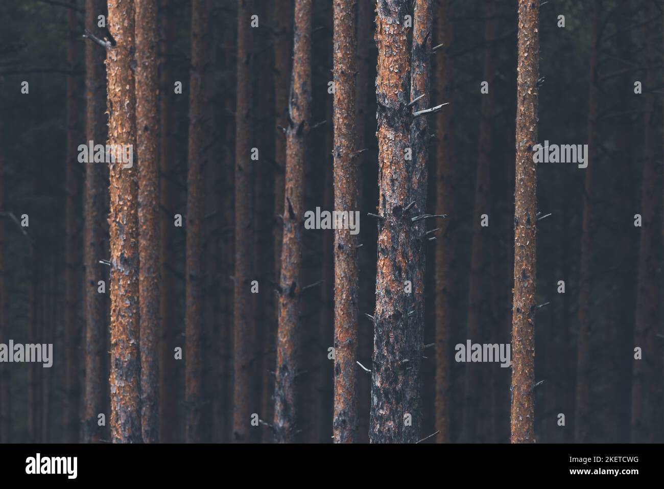 Hohe Kiefernstämme in der Zlatibor Bergwaldlandschaft, selektiver Fokus Stockfoto