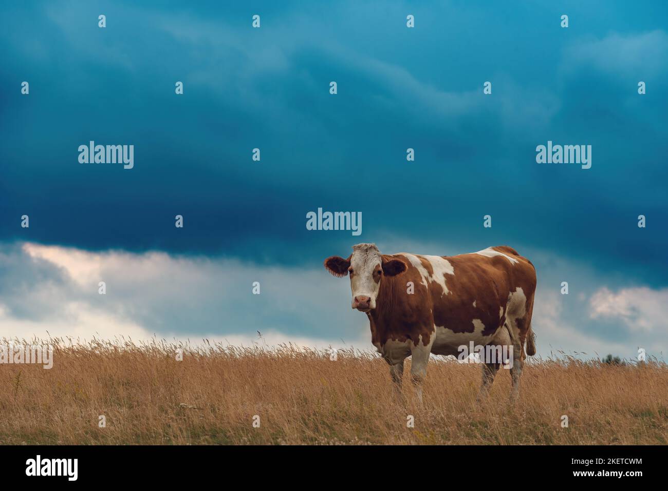 Freilandkuh auf Zlatibor Weideland grast im Sommer bei bewölktem Sonnenuntergang auf Gras, selektiver Fokus Stockfoto